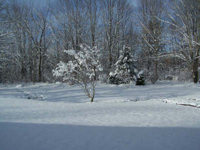  a winter day in backyard 12/2023